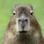 user profile picture Capybara