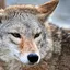 user profile picture Coyote